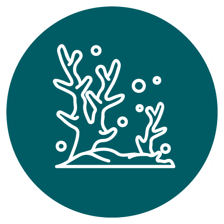 绿色圆形图标内白色简约珊瑚图案，图标中心有气泡，适合作为Nusa Penida潜水或海洋保护标识。