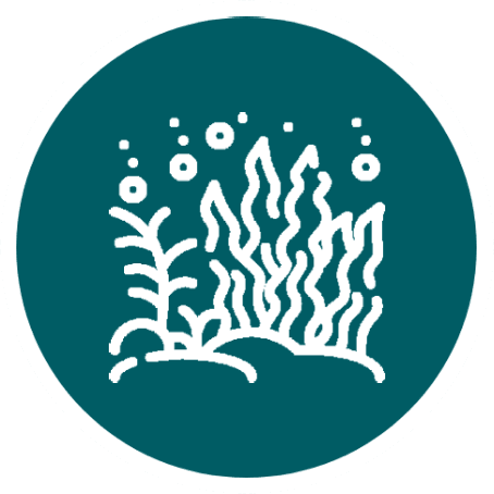 深绿色圆形图标内白色线条描绘的海藻和气泡，象征Nusa Penida海底生态和潜水活动。