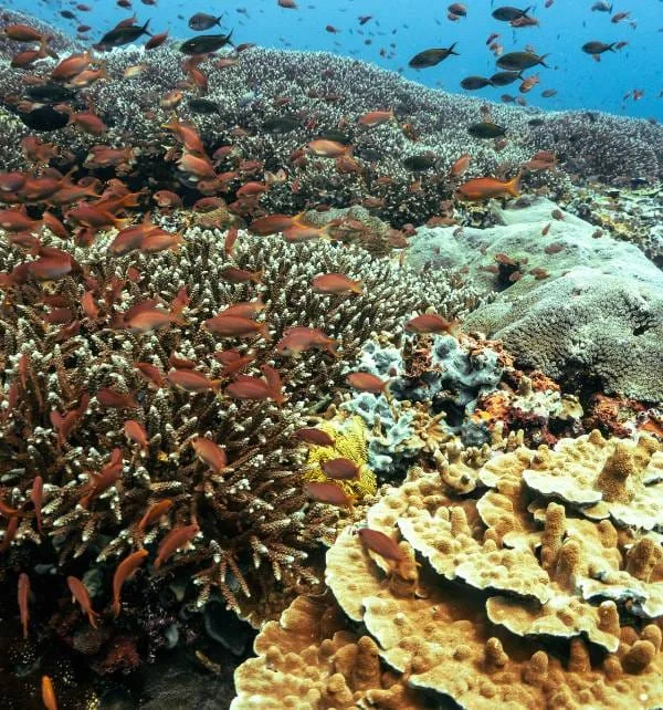 Drift Dive Penida Bali 2