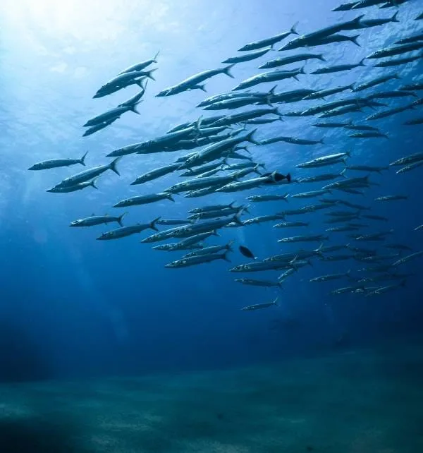 Drift Dive Penida Bali 3