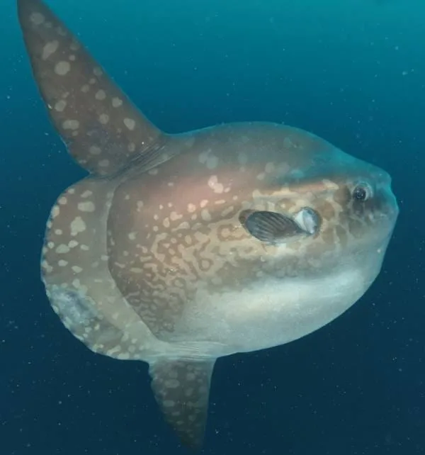 Mottled ocean sunfish with rounded body, small pectoral fin and tall dorsal fin swimming in deep blue water.