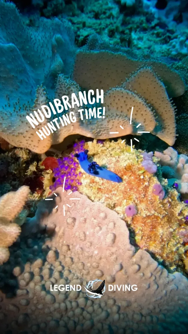 Can you identify these nudibranchs? Comment below!
.
Nusa Penida is not just manta rays and mola mola! Nusa Penida is also a macro paradise. The nudibranch life here is absolutely spectacular 🔎#nudibranch #seaslug #macroaddict #macrolife #macrohunter #nudibranchs #macrovideo #macrophotography #macrolovers #underwatermacro