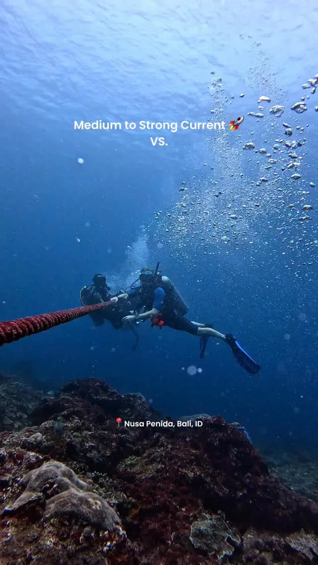 Adrenaline drift dive or a chill dive?? Let me know your pick and why! 👇😉#driftdiving #divingincurrent #strongcurrent #driftdive #nusapenida #nusalembongan #bali